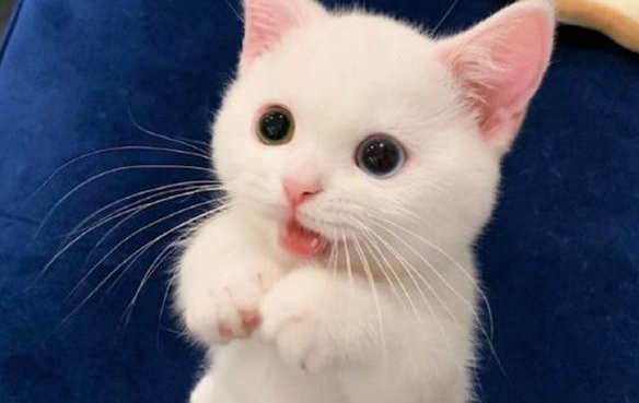一只白色小奶猫,竟因逆天颜值火了:此猫只因天上有! 一只白色小奶猫,竟因逆天颜值火了:此猫只因天上有!