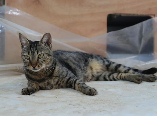 狸花猫与蓝猫串串配种会是什么 狸花猫与蓝猫串串配种会是什么