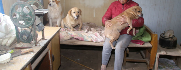 “星期狗”频现,犬类交易乱象谁来管? “星期狗”频现,犬类交易乱象谁来管?