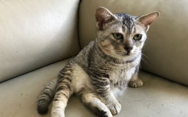 侏儒猫多少钱一只
