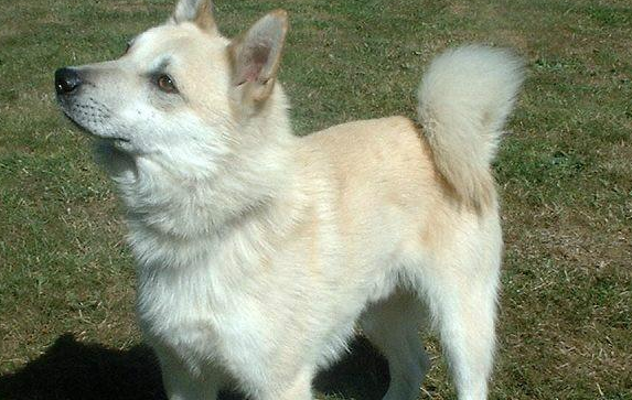 北欧最强牧羊犬:挪威牧羊犬,智商远超边牧 北欧最强牧羊犬:挪威牧羊犬,智商远超边牧