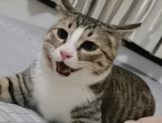 简州猫和田园猫区别?看这里 简州猫和田园猫区别?看这里