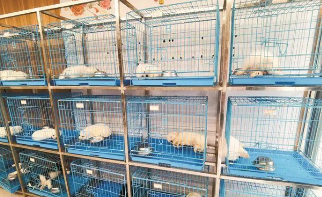 广州一宠物店“连环”售卖病宠,吸金套路层层递进 广州一宠物店“连环”售卖病宠,吸金套路层层递进