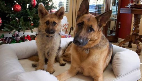 德国牧羊犬因身材娇小走红 4岁看起来却像小狗德国牧羊犬因身材娇小走红 德国牧羊犬因身材娇小走红 4岁看起来却像小狗德国牧羊犬因身材娇小走红