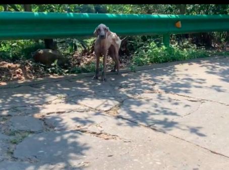 拉布拉多被遗弃在深山中，毛发掉光瘦成皮包骨，饿得已顾不上一切