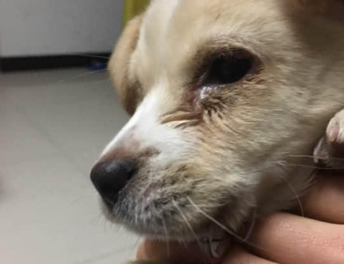 犬瘟后期抽搐治疗成功 犬瘟后期抽搐治疗成功