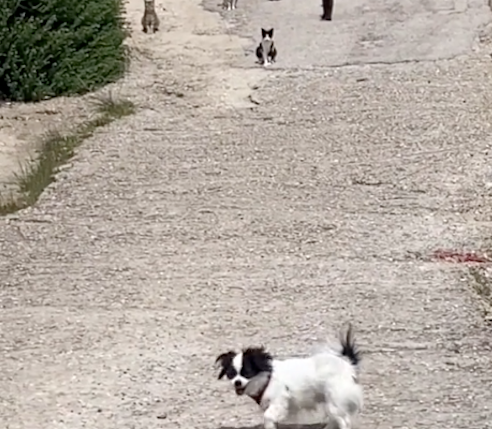 遛狗时遇到8只猫咪拦路,狗狗考虑了许久还是怂了:我们绕道走吧 遛狗时遇到8只猫咪拦路,狗狗考虑了许久还是怂了:我们绕道走吧
