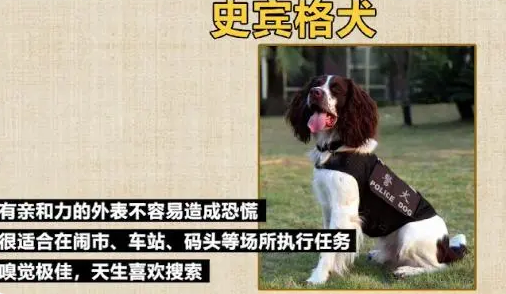 缉毒犬被警队开除，网友知道原因后笑喷了！
