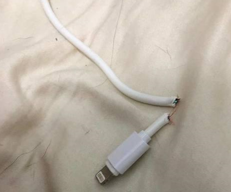 拉布拉多咬家具被抛弃，狗狗到新家后又咬充电线，结果再次被弃养