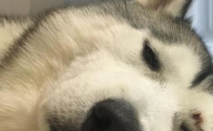 二哈把小主人的腿当枕头,表情亮了,主人推门一看笑到胃痛 二哈把小主人的腿当枕头,表情亮了,主人推门一看笑到胃痛