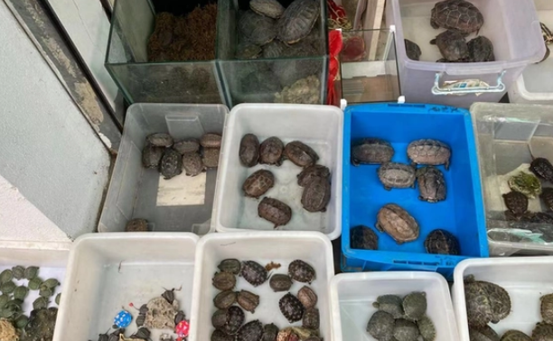 杭州男子捡到只小乌龟,仔细一看惊了:是不是太残忍? 杭州男子捡到只小乌龟,仔细一看惊了:是不是太残忍?
