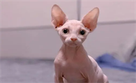 斯芬克斯猫换主人