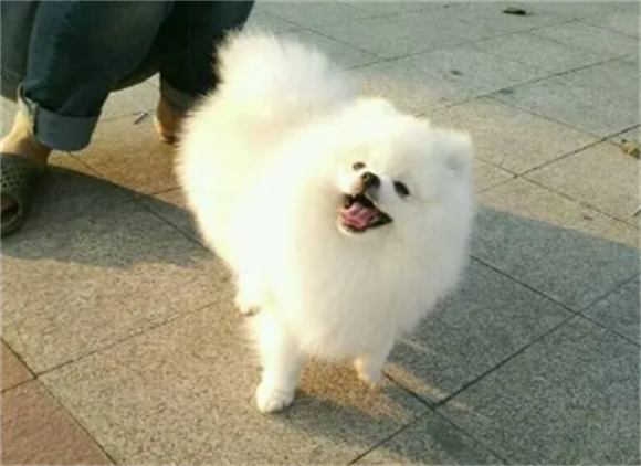 七个月的博美还会长大吗