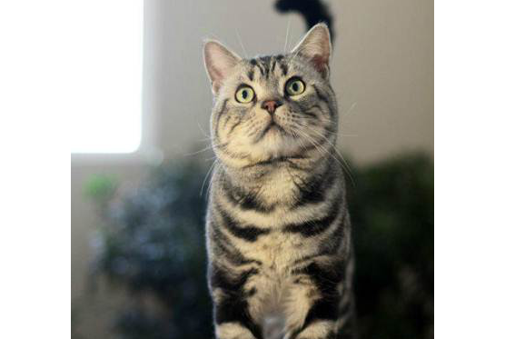 一群吃可爱长大的猫咪，铲屎官请签收这群小美丽，最后一种太萌了