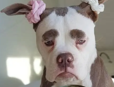 德斗牛犬因愁眉不展被称“世界最悲伤小狗”