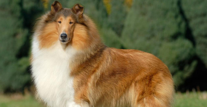 粗毛柯利犬的养护常识,耳朵要及时清理哦! 粗毛柯利犬的养护常识,耳朵要及时清理哦!