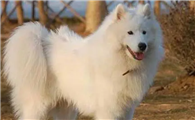 爱斯基摩犬寿命,忠诚深情的伙伴