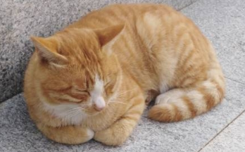 老猫失去住了17年的家,没了主人又被送到新家,还好遇上了猫兄弟 老猫失去住了17年的家,没了主人又被送到新家,还好遇上了猫兄弟