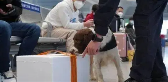 守护路线,缉毒犬带“实习生” 守护路线,缉毒犬带“实习生”