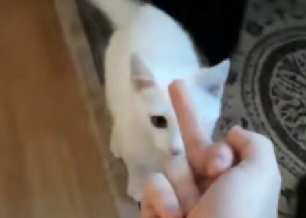千万不要对喵星人竖中指,猫:嫌命长是吧? 千万不要对喵星人竖中指,猫:嫌命长是吧?