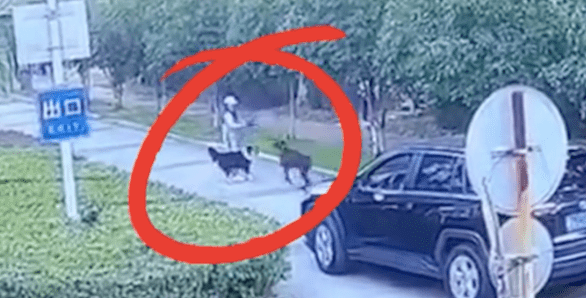 未栓绳杜宾犬对人和边牧攻击，报警后狗狗被没收