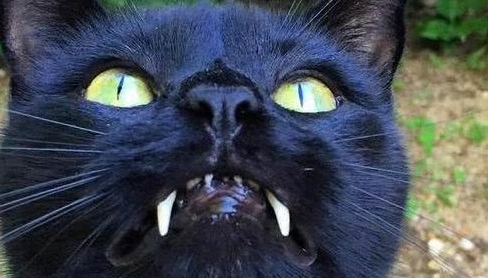 女子路边捡了一只流浪猫,全身黑色,长大被它的模样吓到了! 女子路边捡了一只流浪猫,全身黑色,长大被它的模样吓到了!