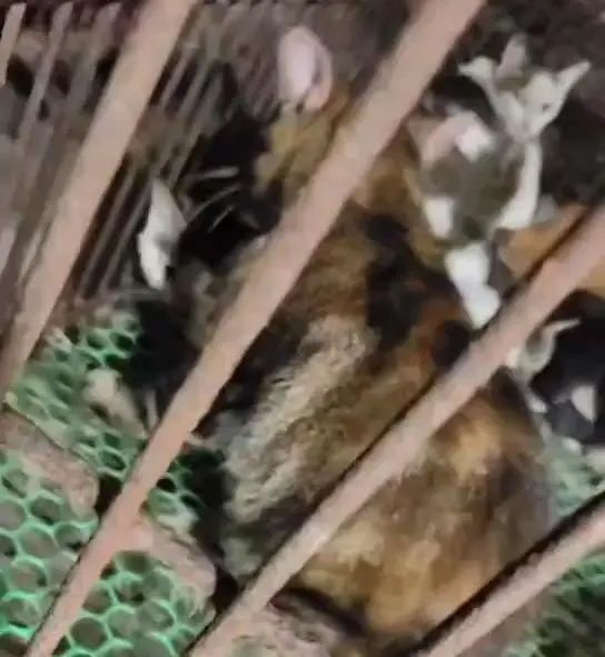 “请不要吃我的猫”:为了救猫,她成了“偷猫宰猫黑产”最怕的女人 “请不要吃我的猫”:为了救猫,她成了“偷猫宰猫黑产”最怕的女人