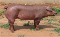 身上毛少的猪是什么品种