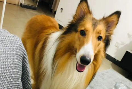 苏格兰牧羊犬多少钱一只纯种