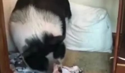 二哈赶着宠物猪去睡觉，没想到猪猪生气了，笑喷了！