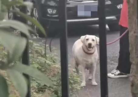恶犬的主人是谁?白狗的主人已经找到,物业公司不是没事人 恶犬的主人是谁?白狗的主人已经找到,物业公司不是没事人