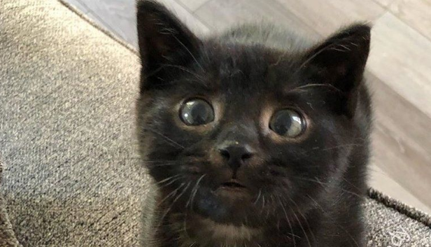 小奶猫出生3个月体重只有680公克，获救后长大变帅喵，好活泼！
