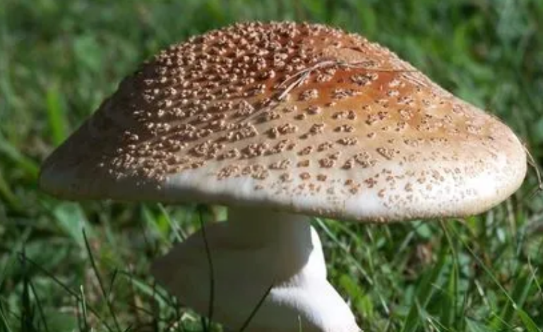 各种蘑菇图片及名称 各种蘑菇图片及名称