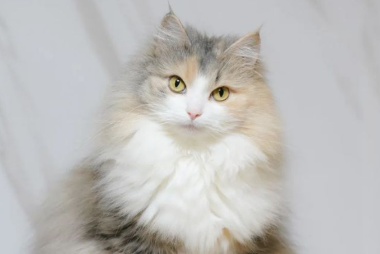 挪威森林猫什么颜色最贵