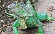 iguana是变色龙吗