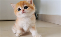 金渐层猫怎么看品相好坏