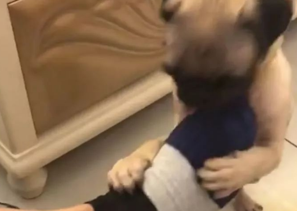 戏精巴哥犬闻了闻主人的脚,狗子表情笑喷主人 戏精巴哥犬闻了闻主人的脚,狗子表情笑喷主人