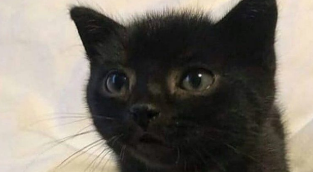 小奶猫出生3个月体重只有680公克,获救后长大变帅喵,好活泼! 小奶猫出生3个月体重只有680公克,获救后长大变帅喵,好活泼!