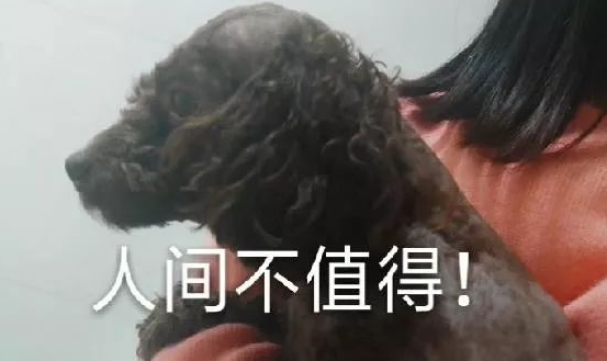 到家发现被剃了毛的狗子实在是忍不住，狗子：人间不值得
