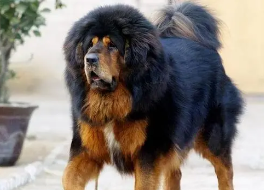 藏獒通人性 藏獒通人性