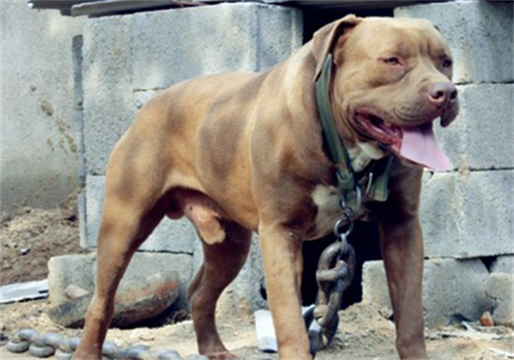 比特犬的毛是短毛还是长毛