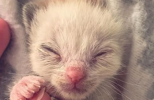 捡回一只小猫幼崽，养了一阵睁开眼睛后，被惊到了！