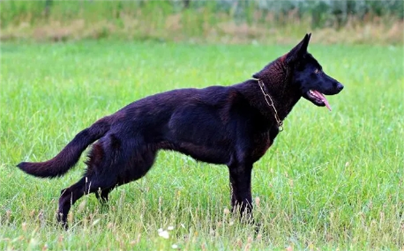牧羊犬赛系和锤系哪个好