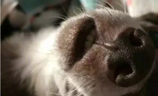 狗狗最爱的小鳄鱼玩具停产了，网友接力帮忙寻找，最终……