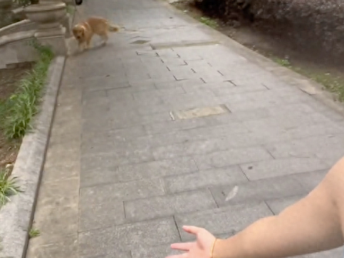 女主人说老子数到三，逃跑的金毛立马乖乖回头