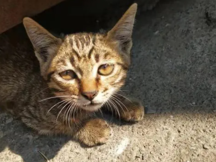 长得像狸花猫的品种猫