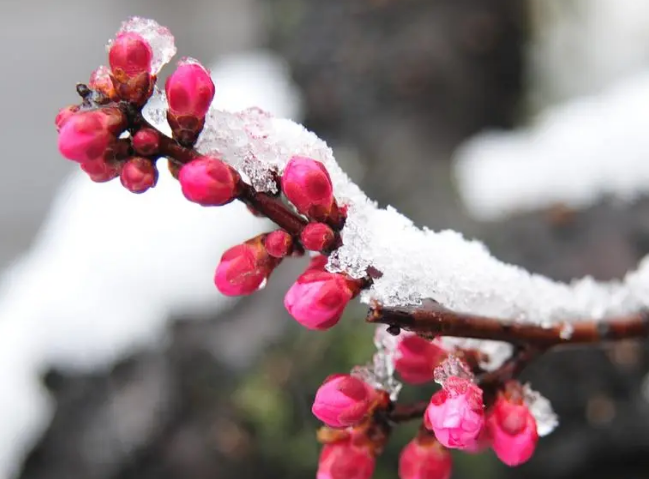 梅花代表的含义 梅花代表的含义