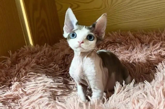怎么选德文卷毛猫 怎么选德文卷毛猫