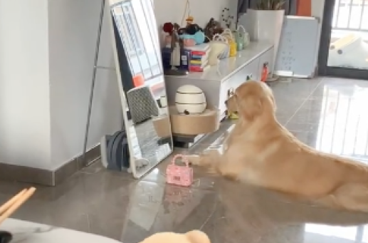 狗狗叼着包在镜子前照呀照，好会臭美呀！