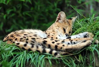 薮猫和豹猫哪个贵 薮猫和豹猫哪个贵